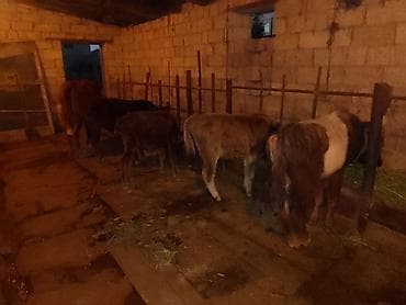 доильный аппарат для коров купить: Ərkək Dişi Danalar Qiymət 650 manatdan 1600 manata kimi 7 eded Heyvan — 2