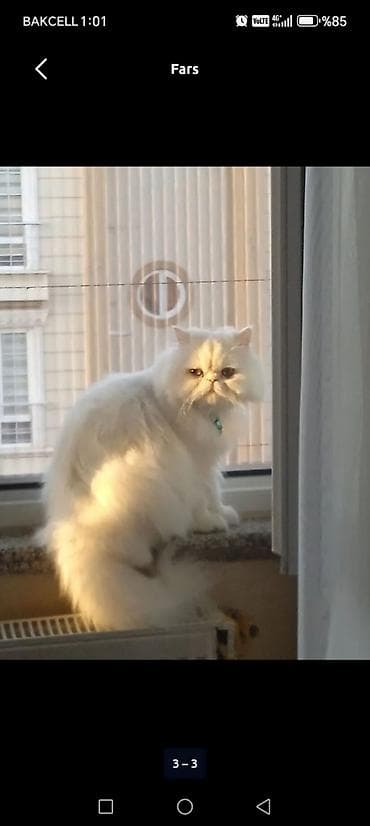 pişim: Fars, Erkək, Yaxşı əllərə — 2