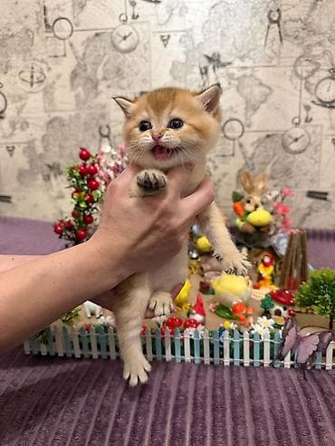 itler pikines type 1: Britan — 9