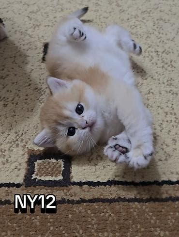 sabuncu heyvan bazari: NY 12 ERKƏK real alıcı narahat etsin — 1