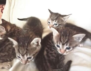 pişik balası satışı: Tabbi — 7