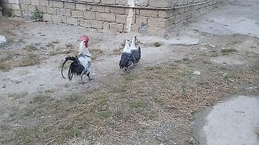 Digər quşlar: Brekel cinsi. 2fere 1xoruz. 1yasları var hal hazırda biri yumurtlayr — 3