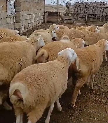 qoyun satşı: Dişi, il: 1, Damazlıq, Pulsuz çatdırılma — 8