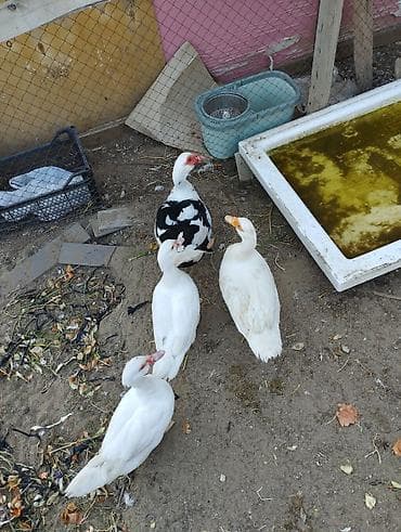 lavanda ördəyi: Lal ördəklər birisi erkek üç ədədi dişidi istəyən olsa əlaqə saxlaya — 4