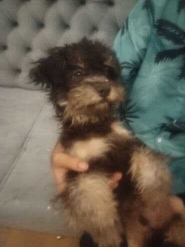 где можно купить собаку мальтипу: Пудель, 5 месяцев, Самец — 6