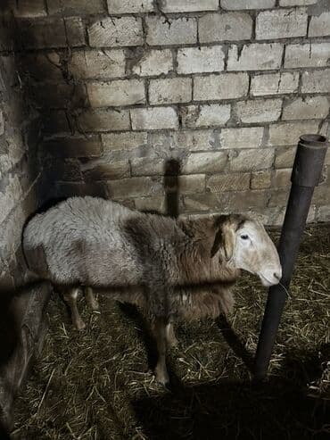 Qazlar: Erkək, il: 2, 150 kq, Damazlıq, Ünvandan götürmə — 3