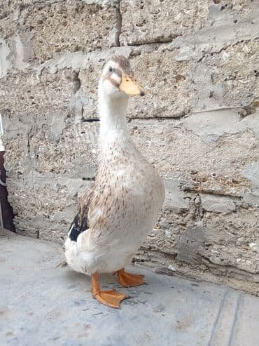 Dişi, | Kuban, Damazlıq, Ünvandan götürmə