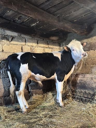 etlik: Salam 14 aylıq ətlik cöngə danadır.yemdə olan danadır.əlaqə — 2