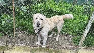 toyuq cuce satiram: Alabay, Erkek — 4