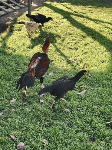 Digər qida məhsulları: Heyratı yumurtaları satılır Məhsul: Təbii kənd yumurtası Təsvir: - — 8