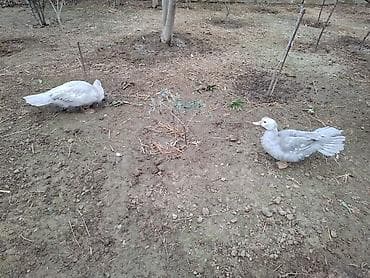 Кошки: Sort ördek yumurtası 1.30 azn. Ördeklerin satışıda mövcuddur. Bakı — 5