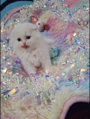 golden şinşilla: Şinşilla, Dişi — 3