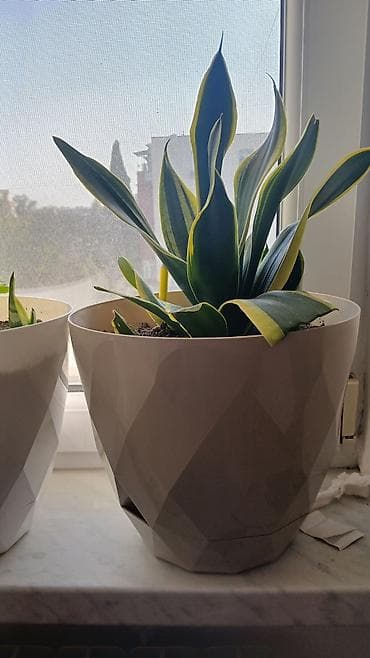 ağ şanı yarpaq: Sansevieria (Qaynanadili) dekorativ otaq bitkisi – 3 ədəd - Növ — 3