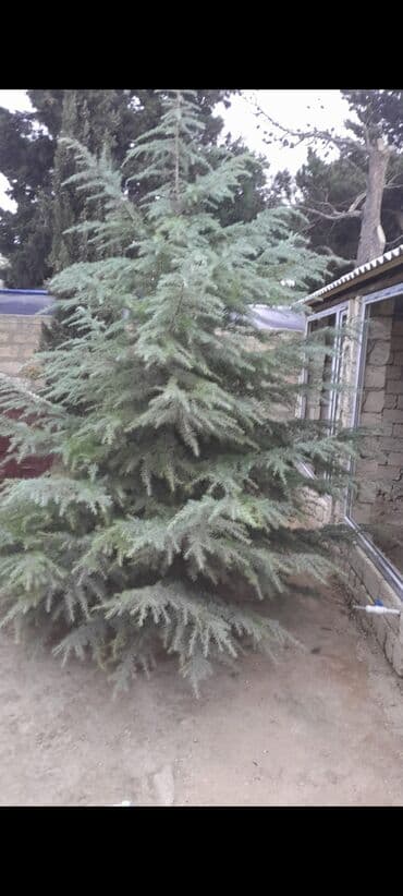 sumax ağacı: Məhsul: Dekorativ iynəyarpaq ağacı – mavi-boz rəng çalarları olan — 4