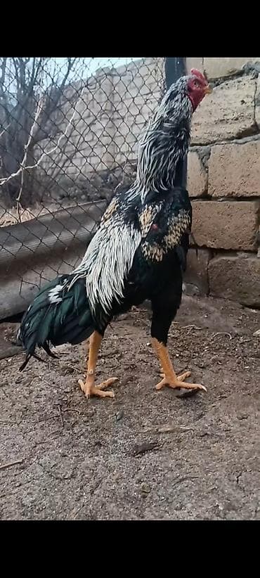 brama xoruz: 10 ayliq ata taylant ana mamba super qani olan heyvandi atasida — 1