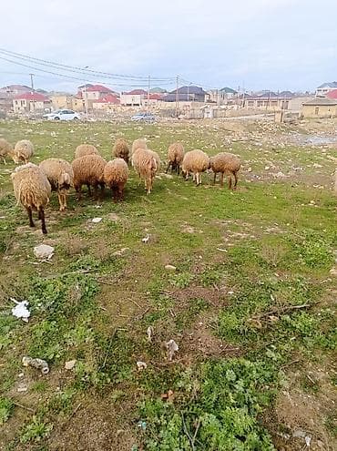 Salam.qoyunlar satılır tecılı 20 basdı bogazdilar bugüne sehere