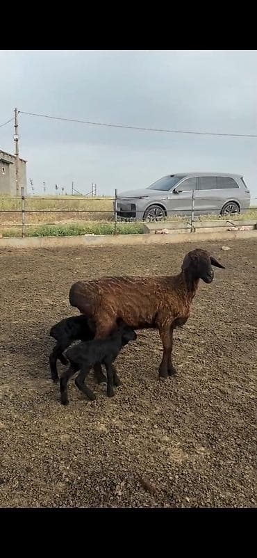 etlik: Qarabaş (qara) əkiz quzulu ana qoyun - Cins: ehtimalən ətlik–yağlı — 1