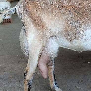 pisik sekilleri: Süd keçisi və balası - Cins: süd istiqamətli (boz-qəhvəyi rəngli — 8