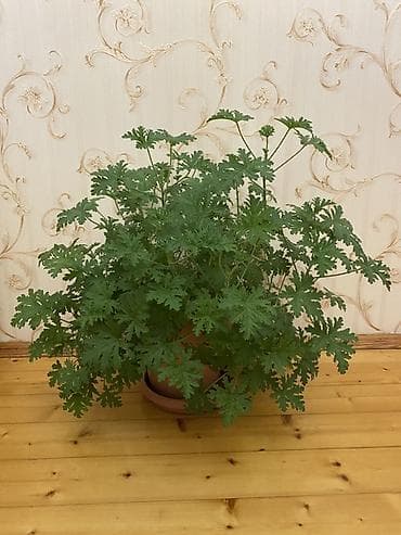 dollar agaci: Otaq bitkisi – ətirli geranium (sardunya, Pelargonium graveolens) - — 2