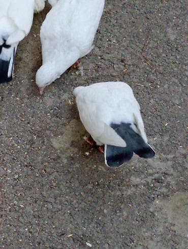 Quşlar: Goyercinler ciiii balalar.ucuwlarina oynagkarina cvbdehem nomrede — 2