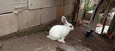 ev dosanlari: YAXŞI DİŞİ DOVSANAL BARTER EDİLİR BU ERKEK DİR //////Ağ rəngli — 7