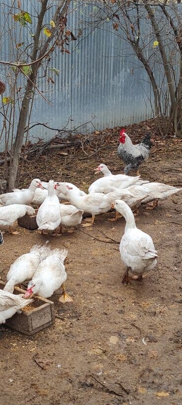hələb keçisi satılır: 20 ədəd Ag lal (muskovu ) ördəklər .6 aylıg tam təbii şəraitdə — 2