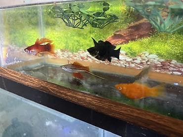 Balıqlar: Meçenos balığı, Sülhsevər — 7