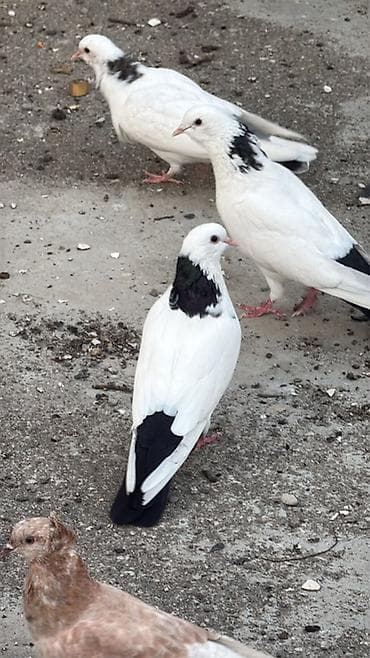 Quşlar: Çoxsu bir nəsil uçan boynu güllülərdi içində abrezdər destələr — 3