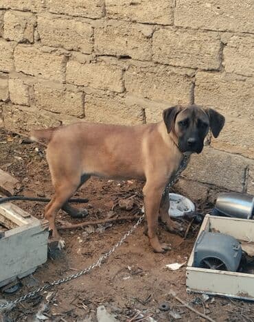 Mastif lalafo.az -da Mastif