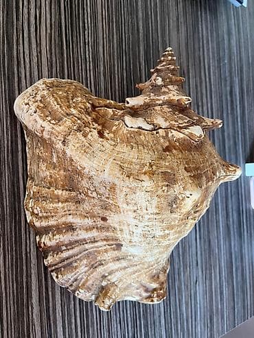 dekor satisi: Dekorativ böyük dəniz salyankası (konk qəbizə bənzər) - Material — 3