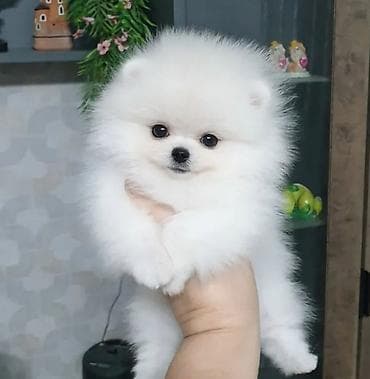 pomerian boo: Şpitz, 2 ay, Sənədli — 1