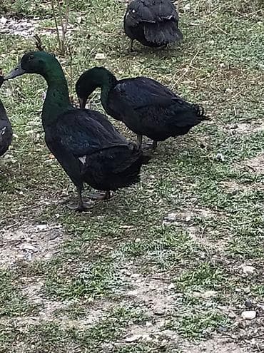 Məhsul: Qara ördək (yumurtalıq və ətlik istiqamət) tek erkey. 30 lalafo.az -da Məhsul: Qara ördək (yumurtalıq və ətlik istiqamət) tek erkey. 30