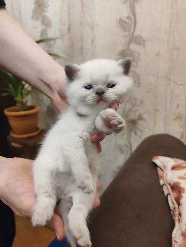 balaca pişikler: Atası şinşila anası şotland pişik balaları satılır 2 erkek dik qulaq — 5