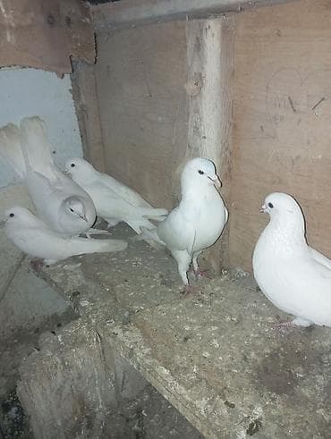 kənd təsərrüfatı heyvanları: Uçuşdu quşlardı — 1