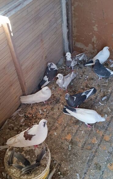 göyercin yuvası: Salam quslar sumqayitdadir 24-25 ededir hazir cutlerde var iclerinde — 2