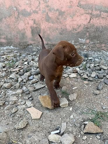 pitbul balası: Pitbul, 1 ay — 5
