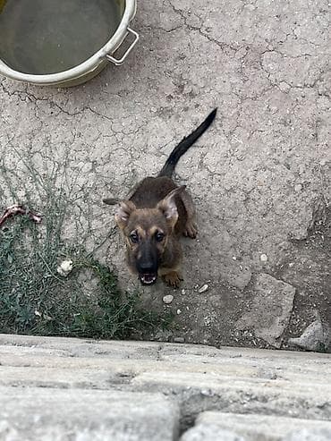 Belçika çoban iti, 2 ay, Erkek, Peyvəndli
