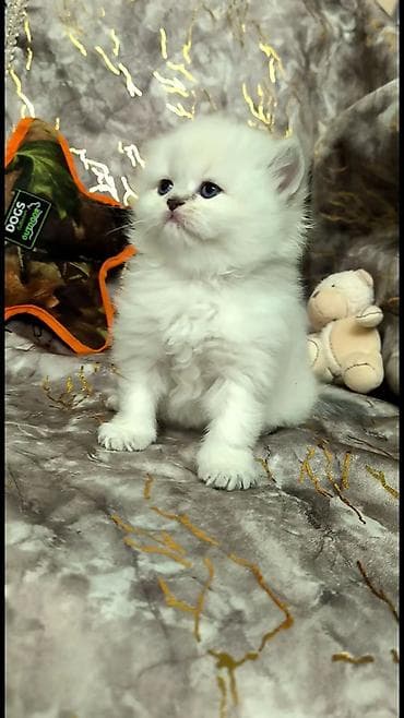 британская шиншилла: Шиншилла — 5