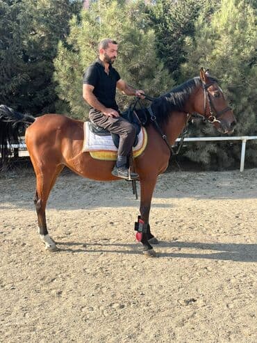 bakida cins ineklerin satisi: Ingilis ati satilir — 2