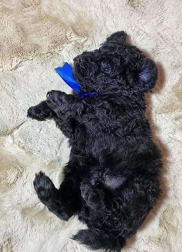balaca dovşan: Pudel, 2 ay — 1