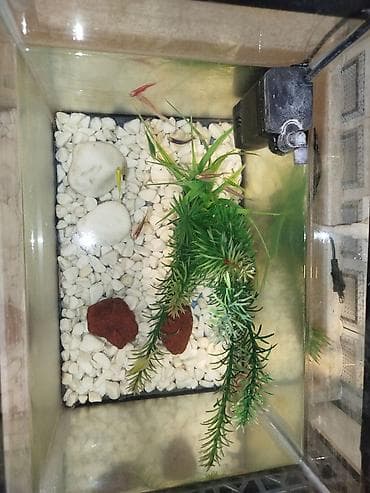 balıq qurdu: Akvarium daşları içinin otu balıq filter matoru.hamisi birlikdə bu — 2