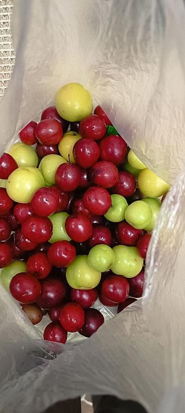 bag evlerinde: 1500 sot, Tikinti, Mülkiyyətçi, Kupça (Çıxarış) — 9