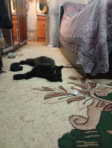 pişiklər ucuz: Yaxşı əllərə — 2