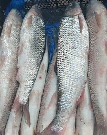 Salam Her birnizi xoş gördük qarşidan gelen Yeni İliniz Mübarek olsun