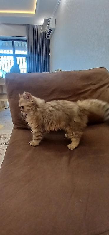 dekorativ quslar: Britan, Dişi, Ünvandan götürmə — 7