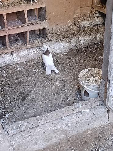 Göyərçinlər: Satlıq bəzək göyərçini. Quş əsasən ağ rəngdədir, boyun hissəsində — 1