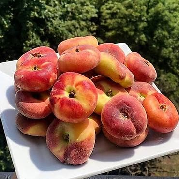 agac tingleri: Ting satışı Şaftalı və Nektarin Sort Contessa - yastı şaftalı Sort — 8