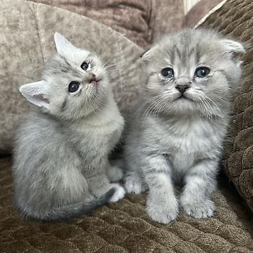 maraqli pişik adları: Şotland yastı qulaq, Yaxşı əllərə — 2