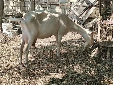 Dişi, Zanen, il: 2, Südlük, Ünvandan götürmə — 1