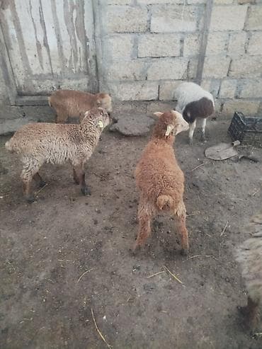 qoyun eti: Qoyun quzuları satılır - Növ: yerli ətlik quzu (yağlı quyruq tipli) — 2
